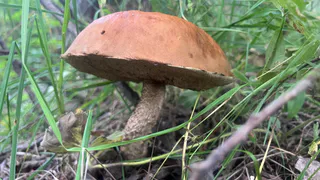 Главная примета грибников 2024: случится большая беда, об этом раньше говорили наши предки