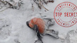 Секретные материалы: орловская лаборатория запретила публиковать данные о смерти рязанских птиц