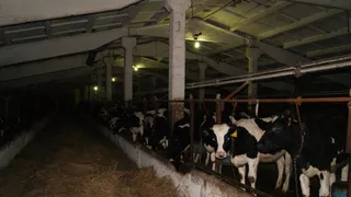 В разоренном хозяйстве под Рязанью мучительно погибает стадо коров