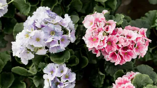 Вытеснит из топа даже петунию: найден эффектный цветок-компаньон — «стойкий оловянный солдатик» с цветением до октября