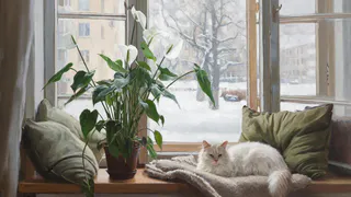 Спатифиллум станет пышным и зацветёт, если провести одну процедуру. Главное - не бояться