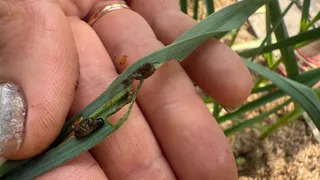 Ложка простокваши — и все слизни в мощной ловушке: противные вредители забудут про растения