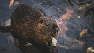 Нашествие бобров в Пензенской области объяснили половодьем