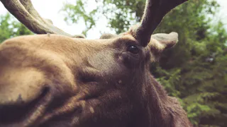 Рязанский водитель в последнюю секунду ушел от столкновения с лосем - видео