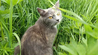 Почему кошка не хочет подходить, когда ее зовешь: не игнор, а кошачья логика