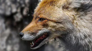 Во Владимирской области введены меры карантина из-за случая бешенства у лисы