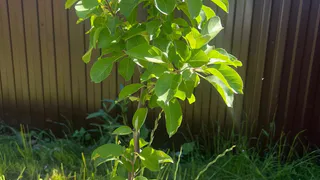 Ни в коем случае не подкармливайте эти растения золой - совет из старинного журнала