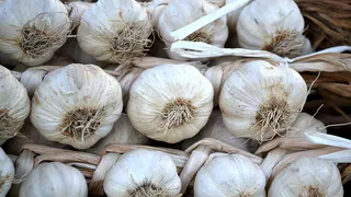 Чеснок размером с крупный кулак: угостите чесночок этим после удаления стрелок и увидите чудо
