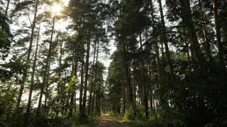 Встречаем капризы марта: каких сюрпризов погоды ждать рязанцам на выходных?