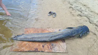 На речке в Рязанской области выловили гигантского сома: фото