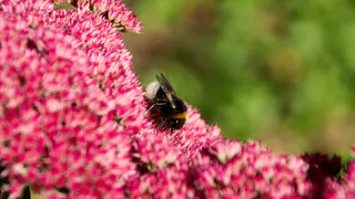 Изумительно яркий многолетник заполонит сад красными шапками соцветий: можно не поливать, не кормить - живет сам по себе