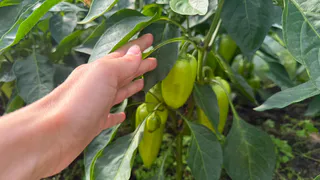 Перцы взбунтовались — и вот результат: эта обычная процедура поможет вам удвоить урожай