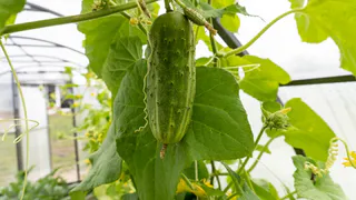 Не сорт, а мечта любого огородника: этот раннеспелый огурец энергично вяжет плоды даже в Сибири — посадили и растёт