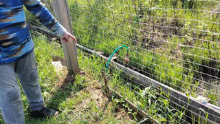 Хуже борщевика: как вредное растение из Америки захватывает всю Россию - берегите от него свой дачный участок