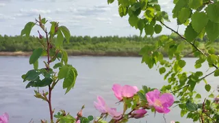 17 июля в Коми сохранится летняя прохлада с дождями и редким солнцем