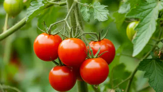 При первых цветках на томатах — сразу: ложку в ведро — кисти пойдут одна за одной, завязей непроглядная тьма 