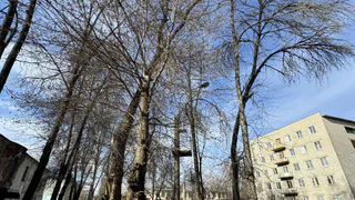 В Муроме вновь вырубают аварийные деревья