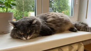 Сколько раз в день можно кормить кошку - запомните это раз и навсегда