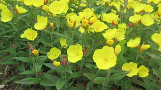 Эти цветы станут украшением дачи