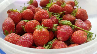 Обрезка клубники после плодоношения: поэтапно, когда можно и нельзя