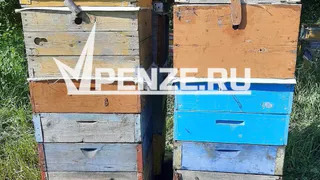 Пензенские пчеловоды через суд добились частичной компенсации за гибель пчел