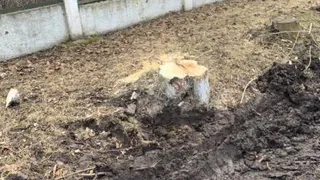 Пилили деревья: на Белякова разворотили тропинку к школе №21