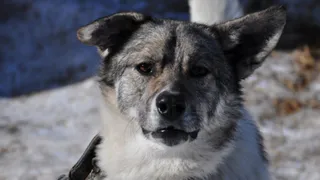 Снова карантин: в Касимовском поселке выявили бешенство