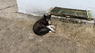 В Чувашии завершили раскладку вакцин от бешенства для дикой фауны