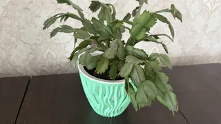 Устройте декабристу чайную церемонию – обалдеете от обильного цветения даже в конце февраля