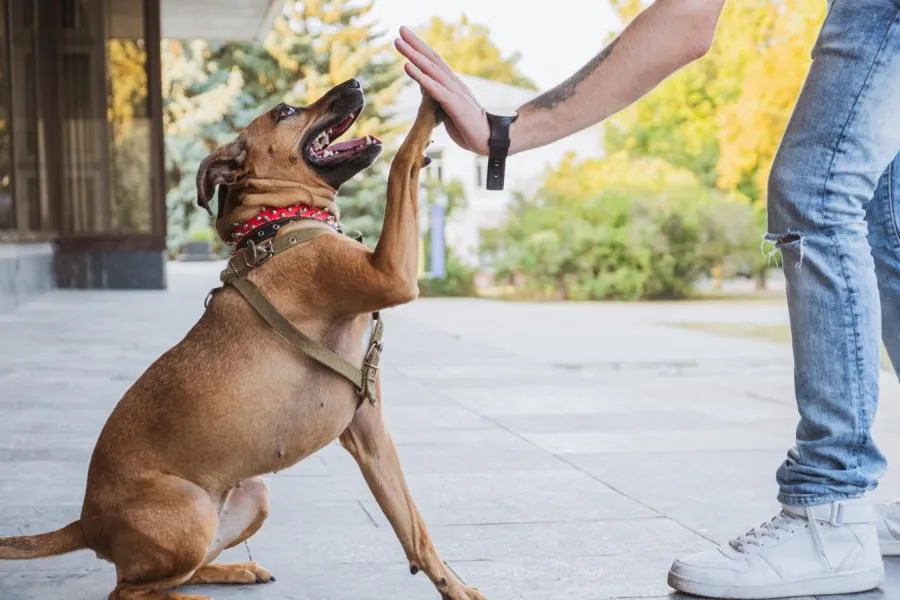 Какая парода собак подходит знакам зодиака: Весам, Скорпиону, Стрельцу…