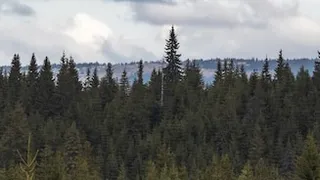 Арендатора лесного участка обязали возместить ущерб от вырубки деревьев нелегальными лесорубами