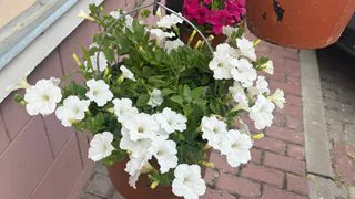 Дешёвый порошок в лейку — и петунья будет радовать цветами до морозов: хитрость, которую скрывают магазины