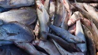 Эта рыба категорически не пригодна для пищи, там 10-метровые черви: а мы все равно готовим ее и даже даем детям