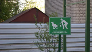 Народная жалоба: Рязанцы выгуливают собак на детских площадках