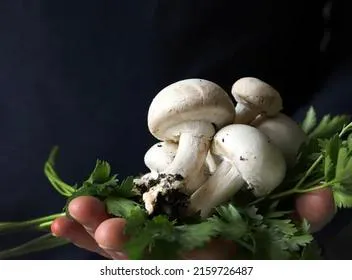 Стало известно, можно ли есть грибы с городских газонов