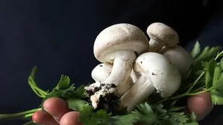 Стало известно, можно ли есть грибы с городских газонов