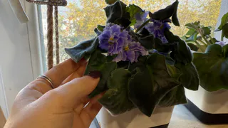 Эти комнатные цветы нужно обязательно иметь в доме: принесут счастье в браке, деньги, избавят от тревоги 