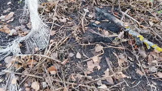 Засыпаю 2 ложки в опавшие листья и сухую траву, получается супер удобрение за 15 рублей. Перегной больше не потребуется