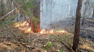 В Чувашии умная камера помогла предотвратить лесной пожар
