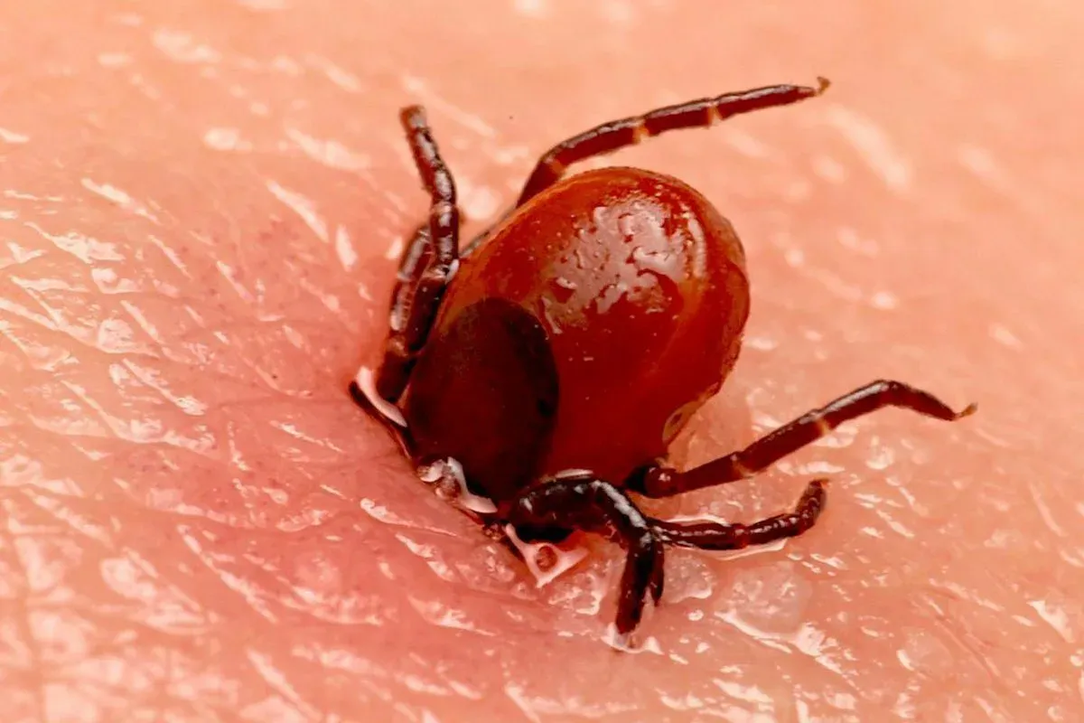 Клещи ненавидят этот запах: стоит всего 45 рублей, а защищает в сто раз лучше магазинного аэрозоля