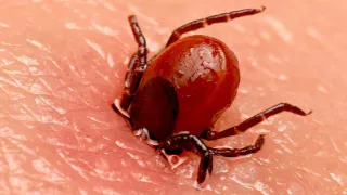 Клещи ненавидят этот запах: стоит всего 45 рублей, а защищает в сто раз лучше магазинного аэрозоля