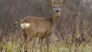Бастрыкину предоставят доклад о незаконной охоте на косуль в Рязанской области