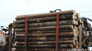 Жителей Коми обвинили в вырубке деревьев на 55 миллионов рублей