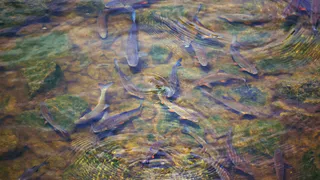 В "Притяжении" разрешили кормить рыб