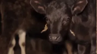 Закрывающийся фермы не помещали Брянской области войти в топ по производству молока