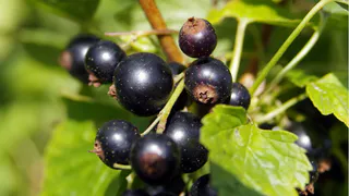 Пшыкаю на смородину — все лето от тли бед не знаю: гора крупных сладких ягод обеспечена на всё лето