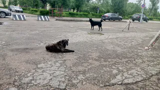 Как защититься от бродячих собак на улице: советы опытного кинолога