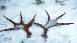 Во Владимирской области подвели итоги охотничьего надзора за прошедший год
