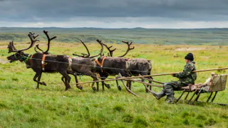 Коми оленеводы хотят уйти на Ямал