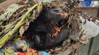 В Рыбном в мусорном контейнере заметили коровью голову